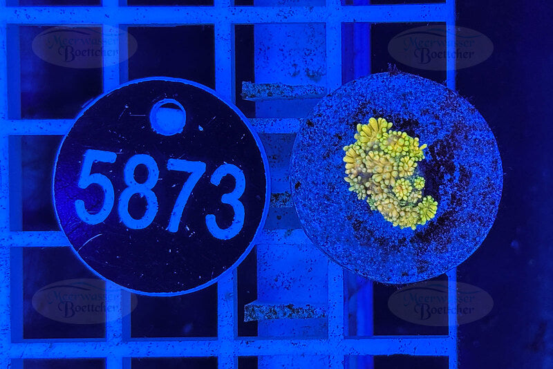 Goniopora Rainbow | LPS Coral | WYSIWYG