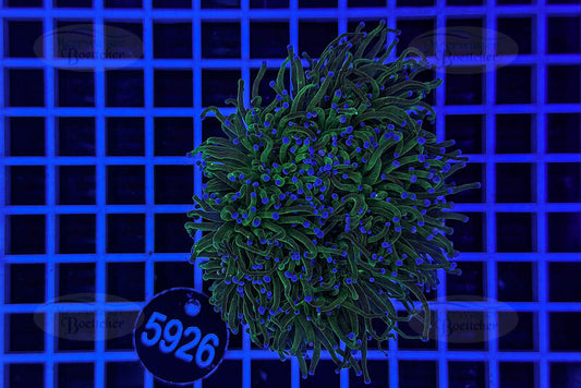 Euphyllia glabrescens | LPS Coral | WYSIWYG