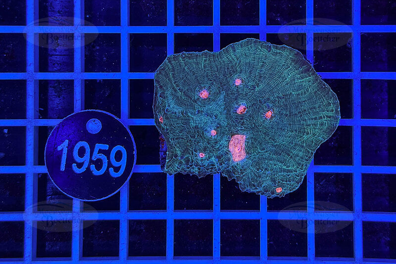 Echinophyllia | LPS Coral | WYSIWYG