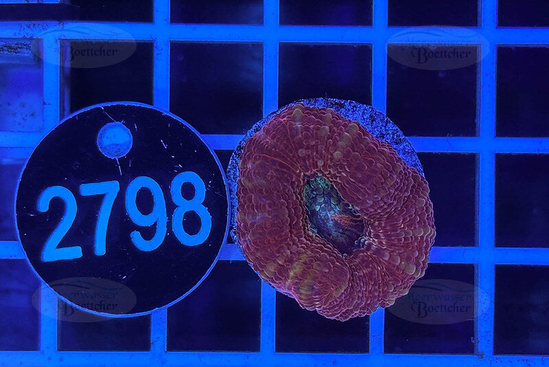 Acanthastrea bowerbanki | LPS Coral | WYSIWYG