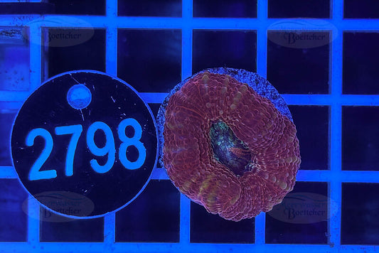 Acanthastrea bowerbanki | LPS Coral | WYSIWYG