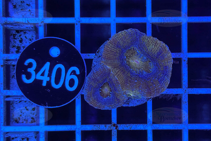 Acanthastrea bowerbanki | LPS Coral | WYSIWYG