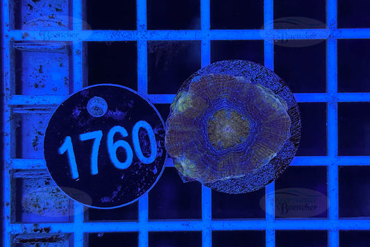 Acanthastrea bowerbanki | LPS Coral | WYSIWYG