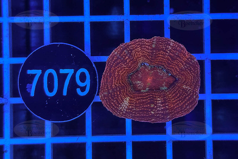 Acanthastrea bowerbanki | LPS Coral | WYSIWYG