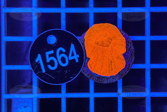 Scolymia australis | LPS Coral | WYSIWYG