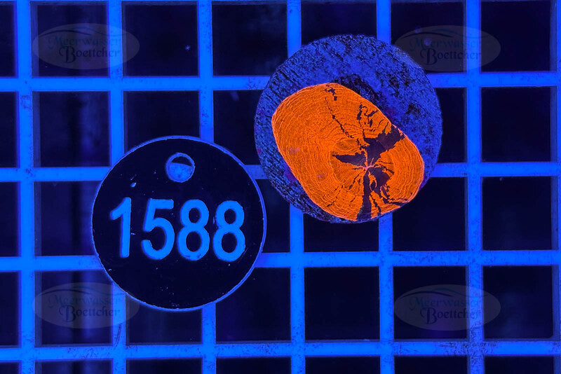 Scolymia australis | LPS Coral | WYSIWYG