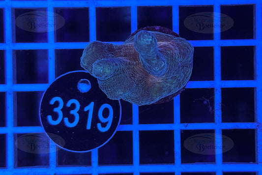 Pectinia sp. | LPS Coral | WYSIWYG