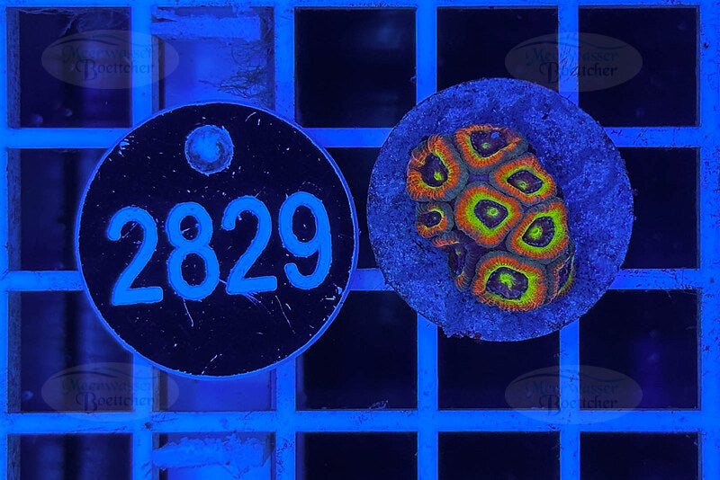 Micromussa Holy Grail | High-end LPS coral | WYSIWYG