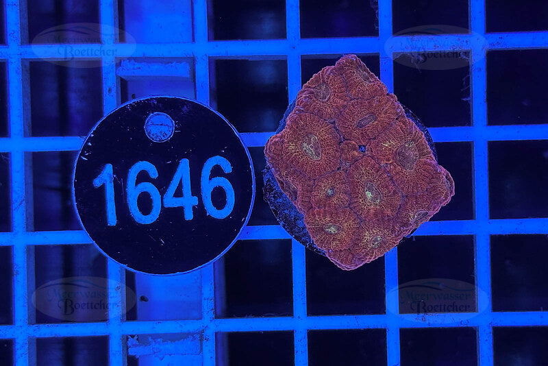 Favia | LPS Coral | WYSIWYG