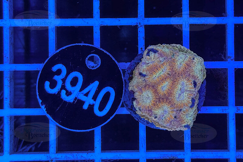 Favia | LPS Coral | WYSIWYG