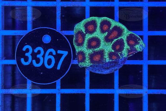 Favia | LPS Coral | WYSIWYG