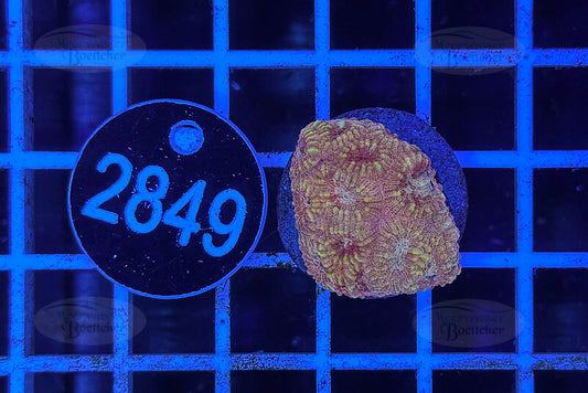 Favia | LPS Coral | WYSIWYG