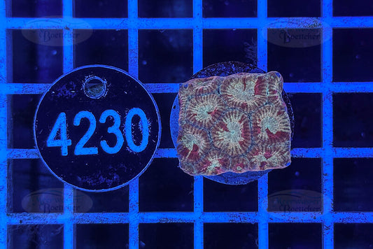 Favia | LPS Coral | WYSIWYG