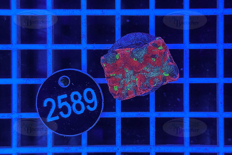 Favorites | LPS Coral | WYSIWYG