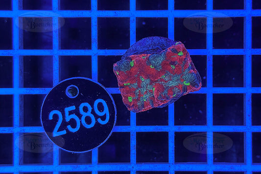 Favorites | LPS Coral | WYSIWYG