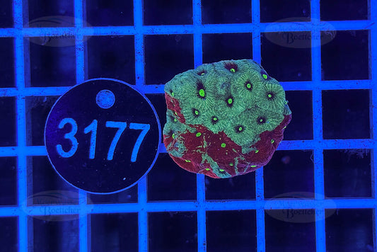 Favorites | LPS Coral | WYSIWYG