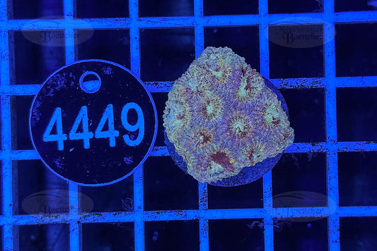 Favia | LPS Coral | WYSIWYG