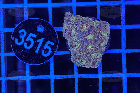 Favia | LPS Coral | WYSIWYG