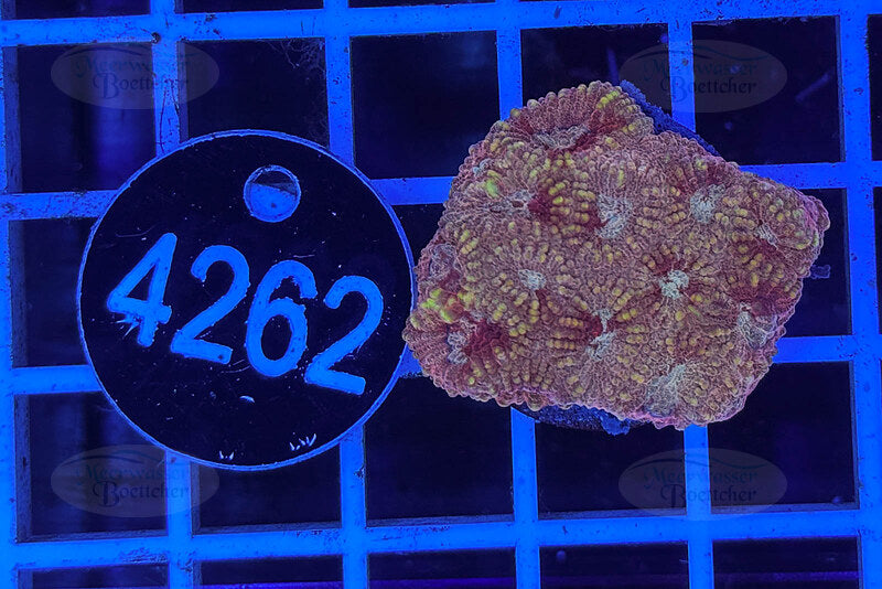 Favia | LPS Coral | WYSIWYG