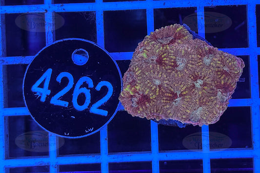 Favia | LPS Coral | WYSIWYG