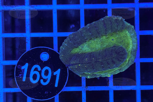 Symphyllia sp. | LPS Coral | WYSIWYG