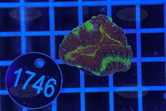 Symphyllia sp. | LPS Coral | WYSIWYG