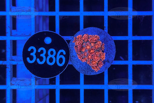 Goniopora Rainbow | LPS Coral | WYSIWYG