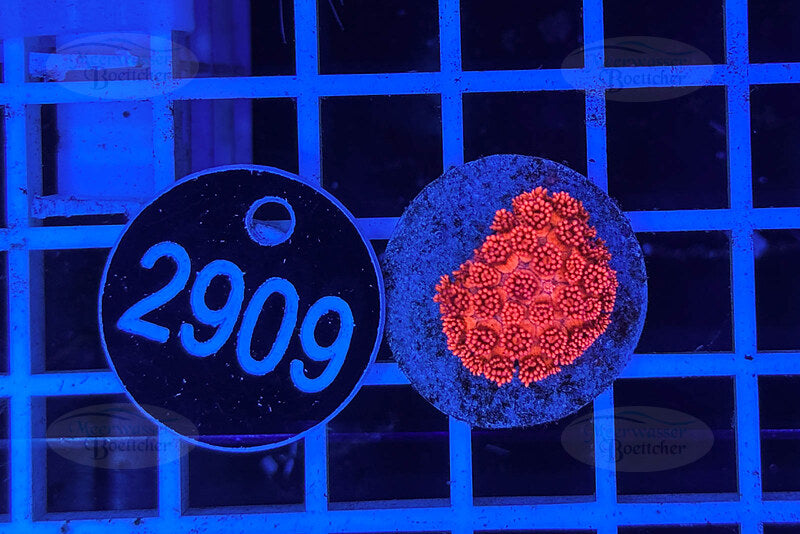 Goniopora Rainbow | LPS Coral | WYSIWYG