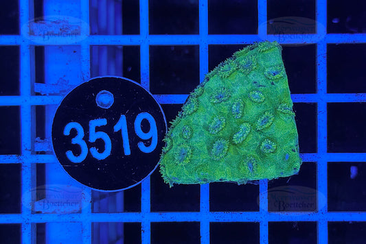 Turbinaria | LPS Coral | WYSIWYG