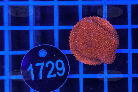 Montipora | SPS Coral | WYSIWYG
