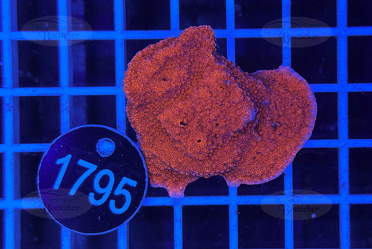 Montipora | SPS Coral | WYSIWYG
