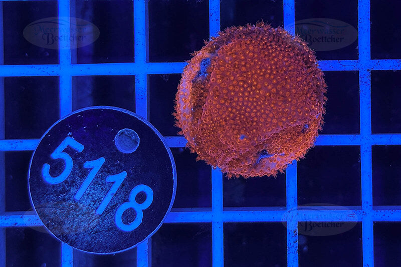 Montipora | SPS Koralle | WYSIWYG