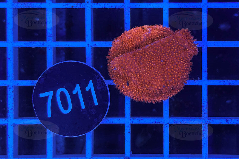 Montipora | SPS Koralle | WYSIWYG