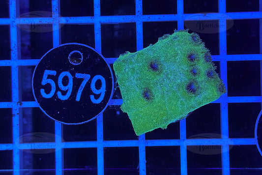 Turbinaria | LPS Coral | WYSIWYG