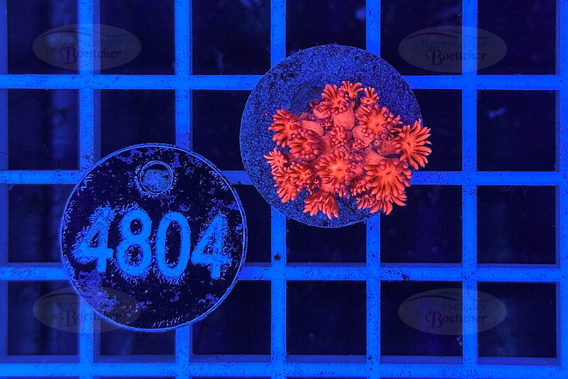 Goniopora Rainbow | LPS Coral | WYSIWYG