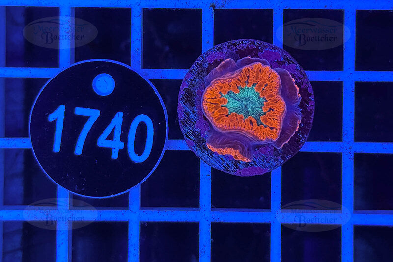 Blastomussa wellsi | LPS Coral | WYSIWYG