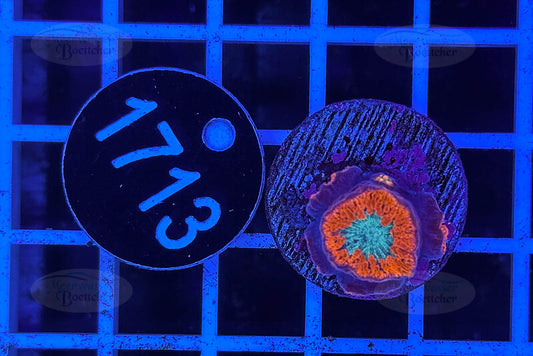 Blastomussa wellsi | LPS Coral | WYSIWYG