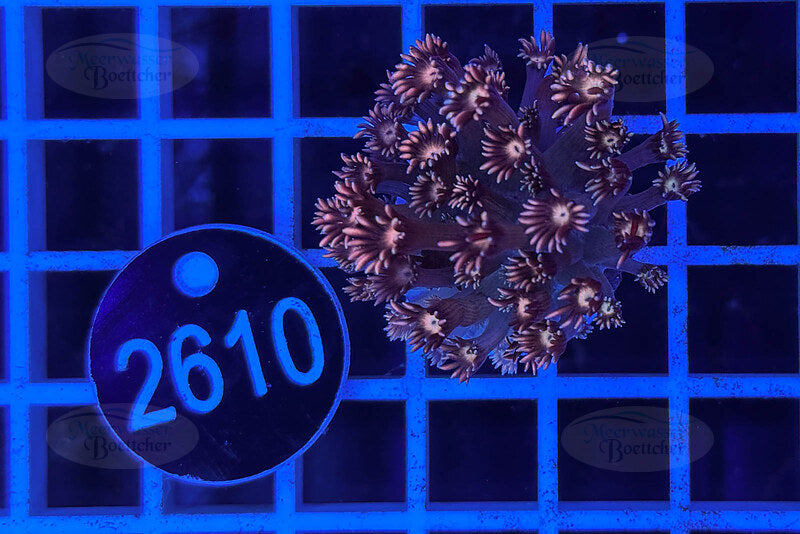 Goniopora Rainbow | LPS Coral | WYSIWYG