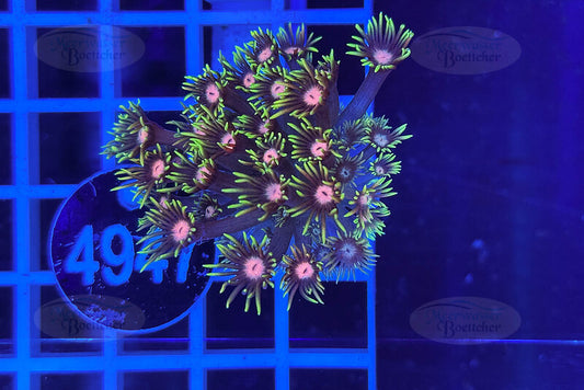 Goniopora Rainbow | LPS Coral | WYSIWYG