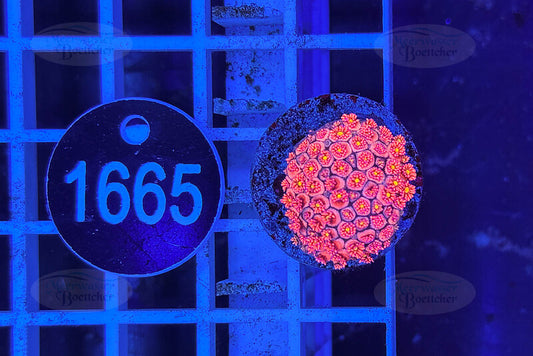 Goniopora Rainbow | LPS Coral | WYSIWYG