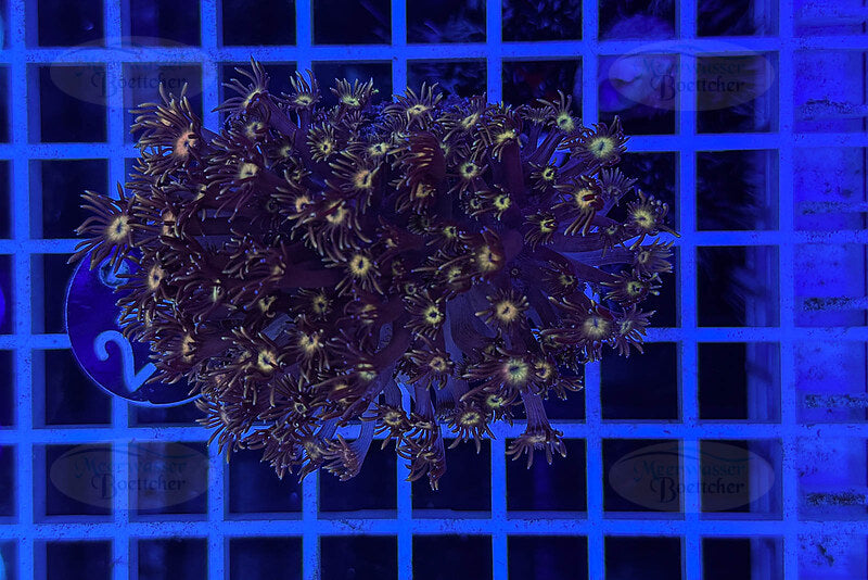 Goniopora Rainbow | LPS Coral | WYSIWYG