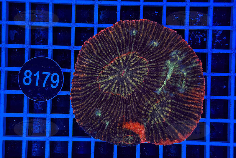 Australomussa | LPS Coral | WYSIWYG