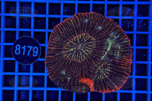 Australomussa | LPS Coral | WYSIWYG