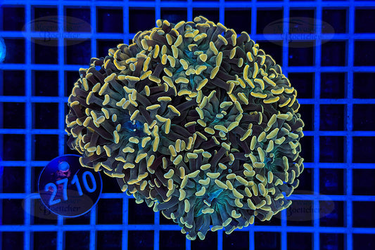 Euphyllia paraancora | LPS Coral | WYSIWYG
