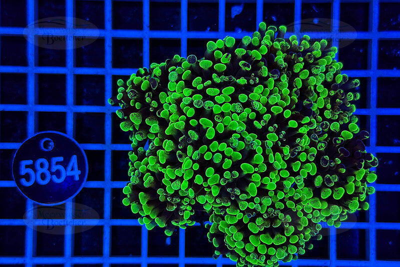 Euphyllia paraancora | LPS Coral | WYSIWYG