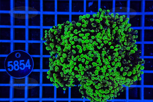 Euphyllia paraancora | LPS Coral | WYSIWYG