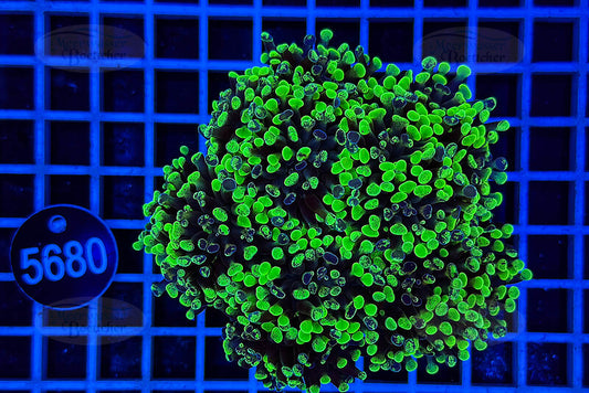 Euphyllia paraancora | LPS Coral | WYSIWYG