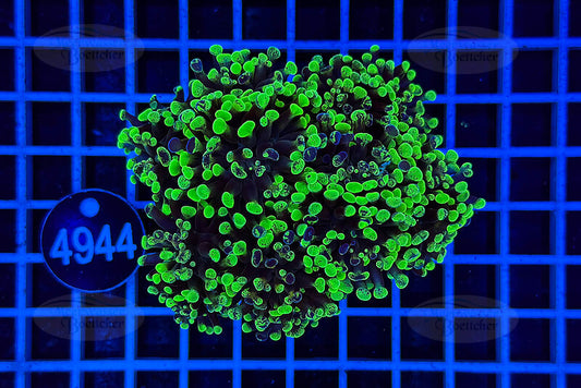 Euphyllia paraancora | LPS Coral | WYSIWYG