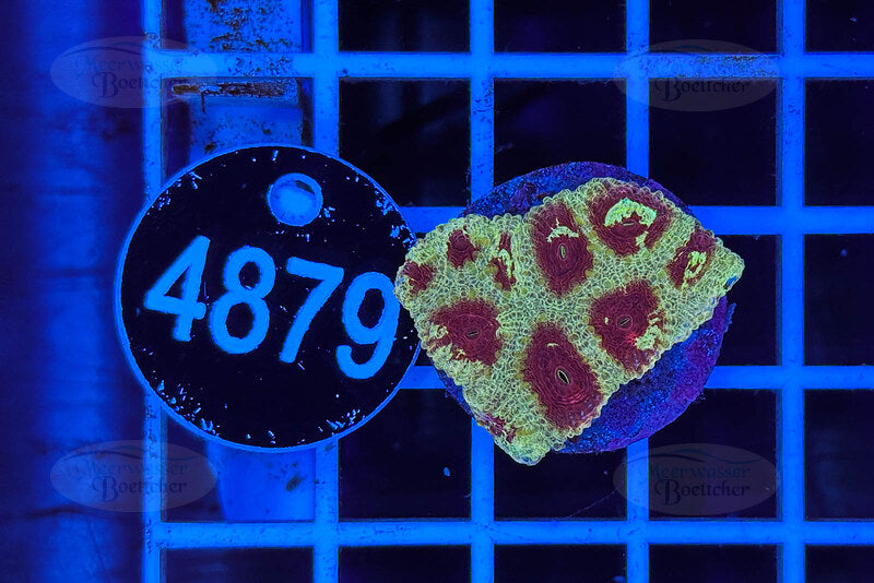 Favia | LPS Coral | WYSIWYG