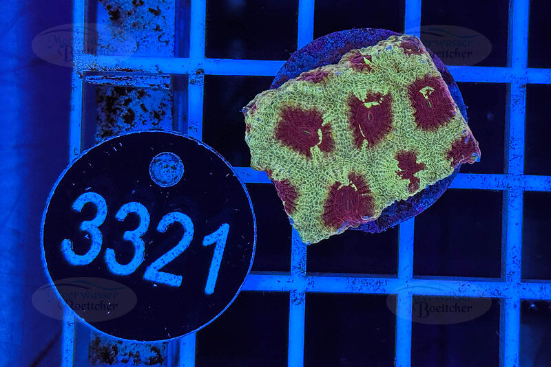 Favia | LPS Coral | WYSIWYG